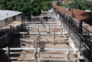 faena de hembras hacienda