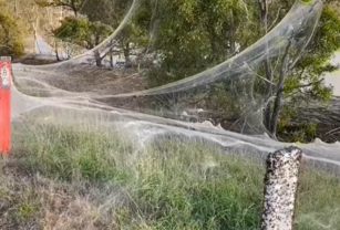 Telaraña