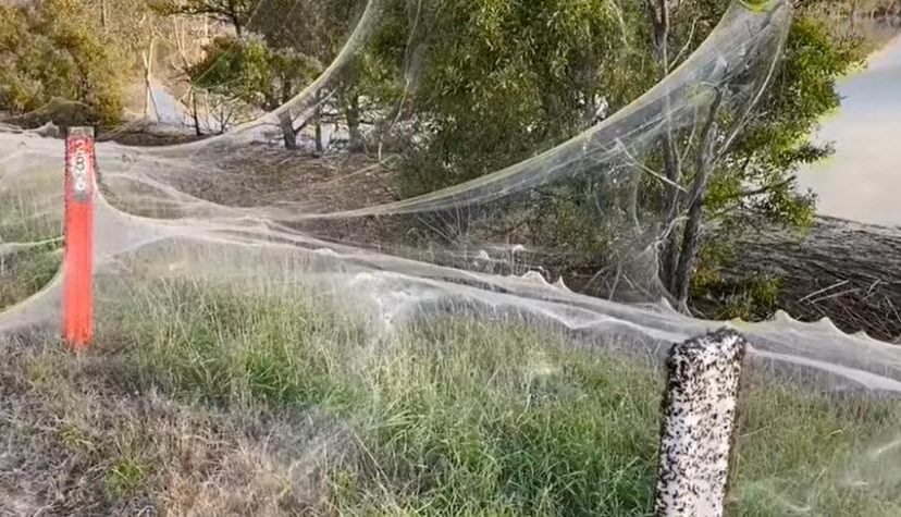 Telaraña