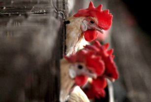 aviar gallinas