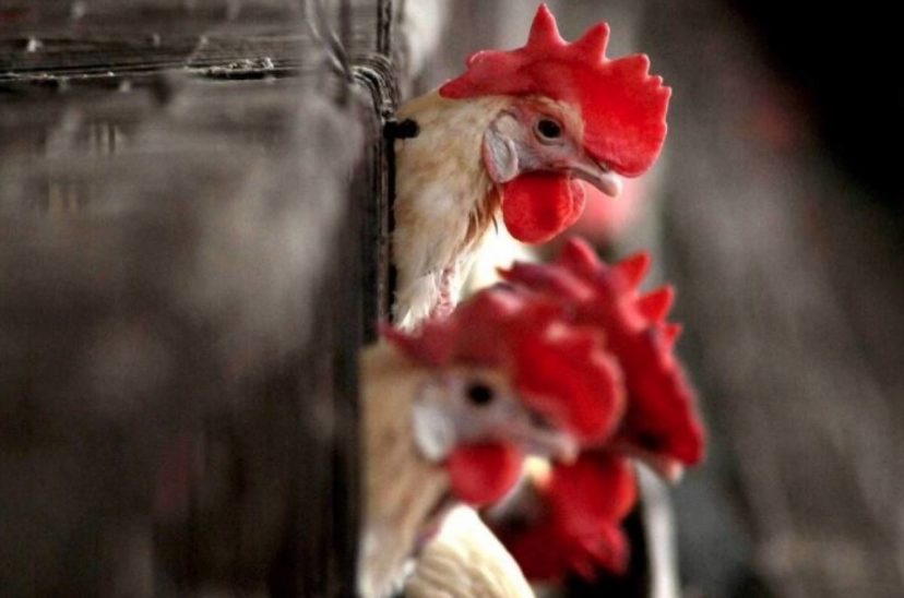aviar gallinas
