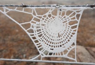 Telaraña