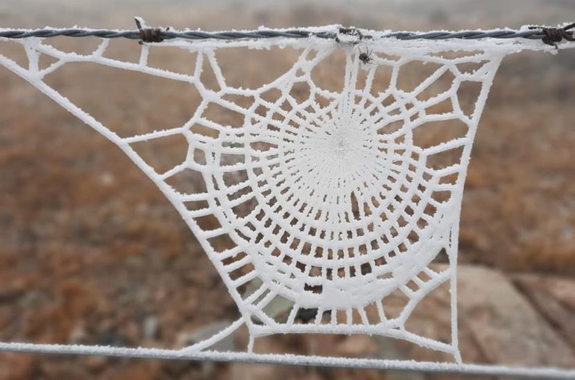 Telaraña