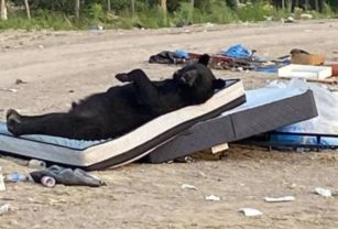 Oso Ontario Canadá