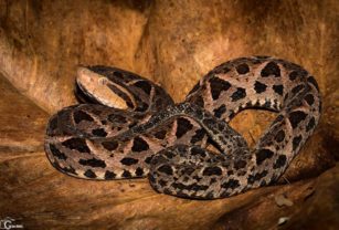 Serpiente