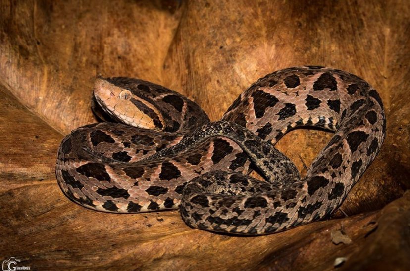 Serpiente