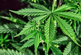 cannabis
