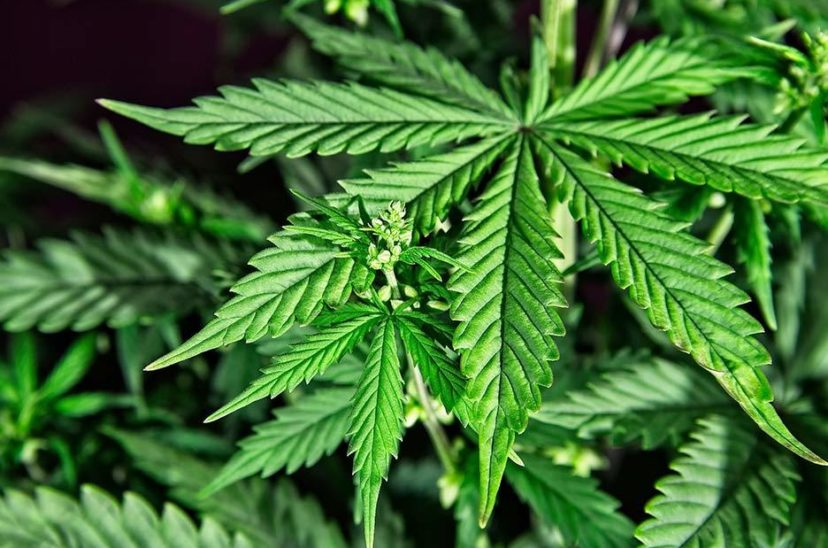 cannabis