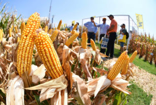 granos producción maíz