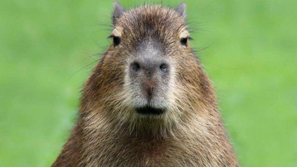 Carpinchos capibara