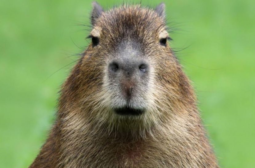 Carpinchos capibara