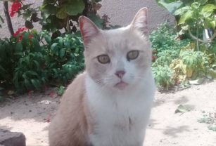 Gato twitter
