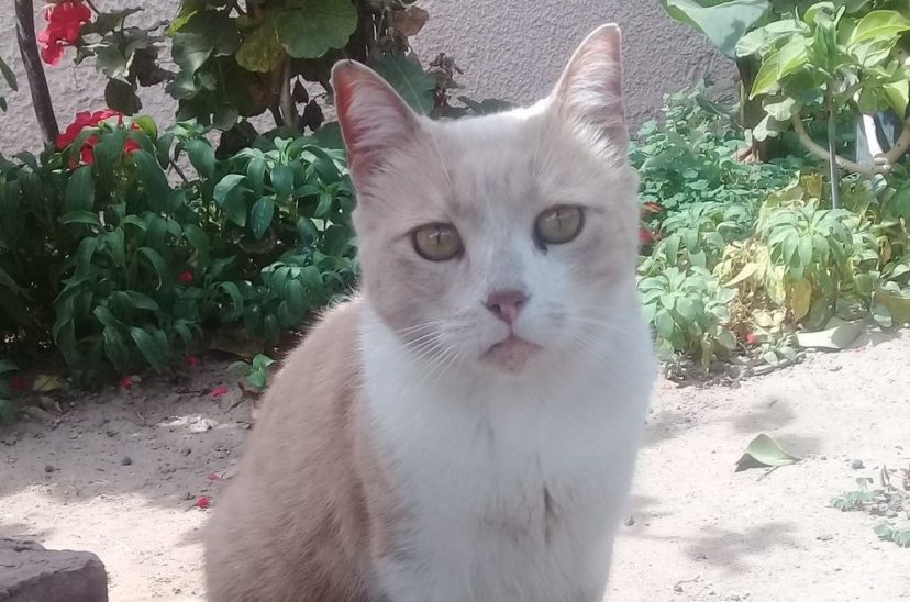 Gato twitter