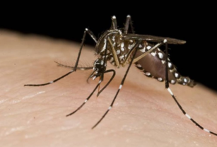 Dengue Chikungunya