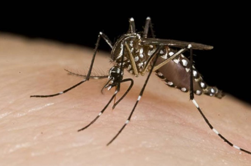 Dengue Chikungunya