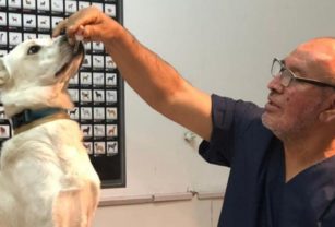veterinario