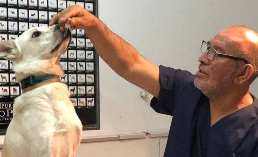 veterinario