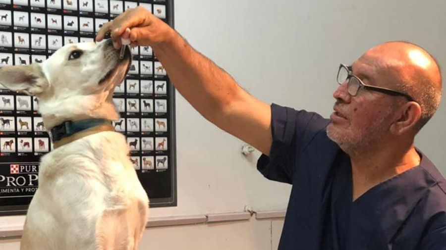 veterinario