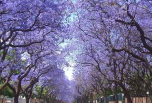 Jacarandás