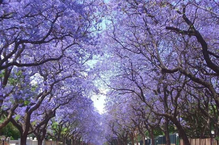 Jacarandás
