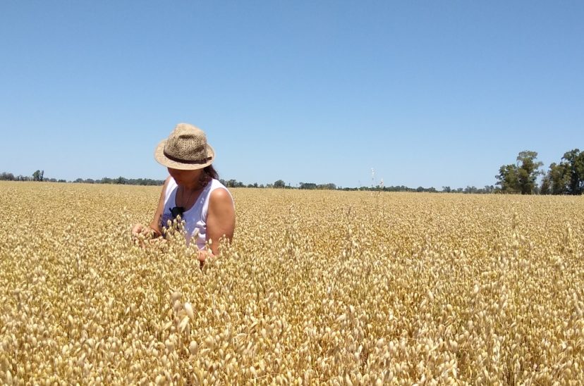 campo