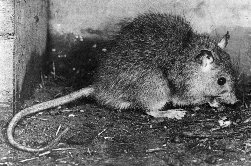 Rata