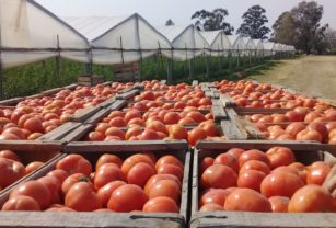 Tomates