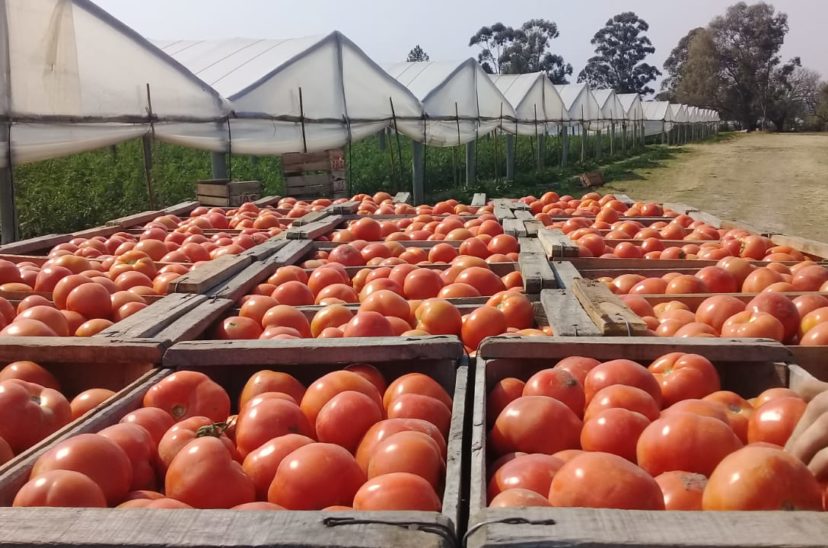 Tomates
