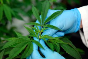 Cannabis