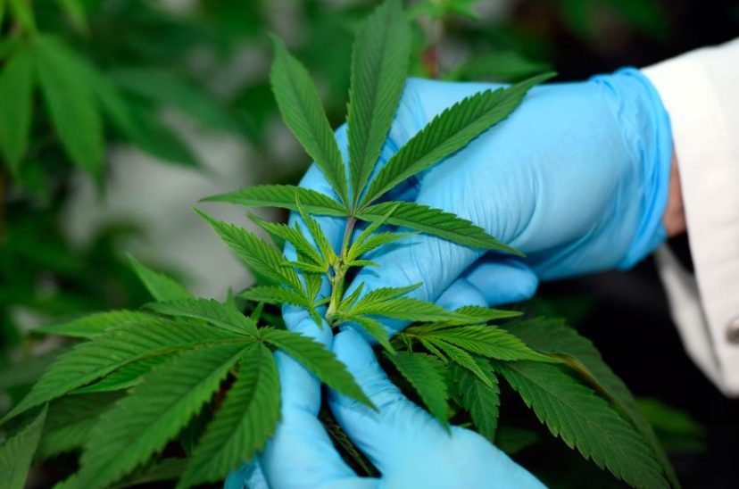 Cannabis