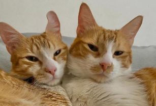 Gatos