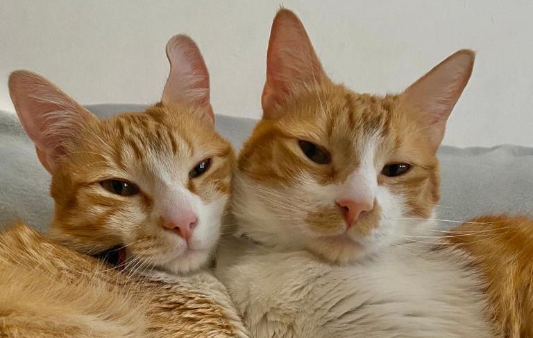 Gatos