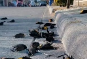 pájaros