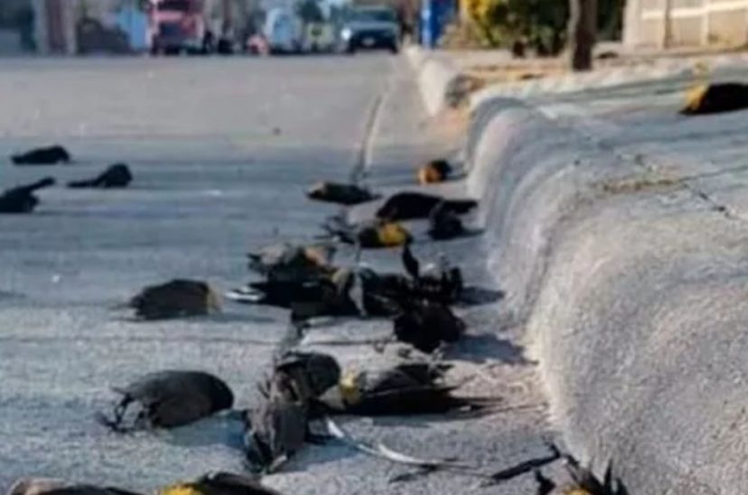 pájaros