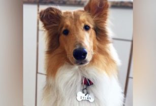 Dylan, el perro de Alberto Fernández