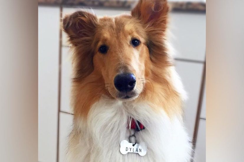 Dylan, el perro de Alberto Fernández
