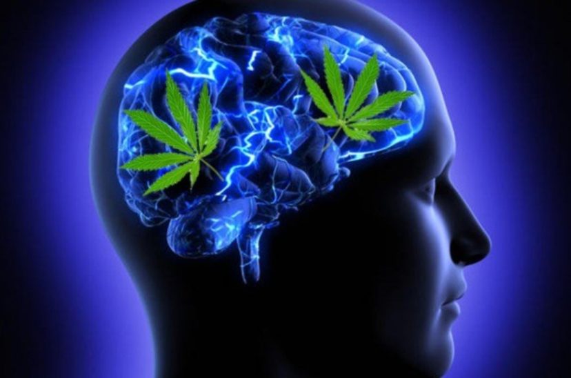Cannabis cerebro