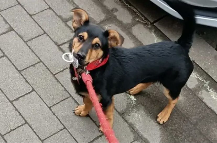 perro coco