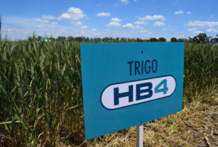 trigo argentino hb4