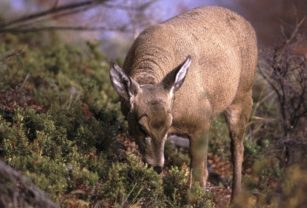 Huemul