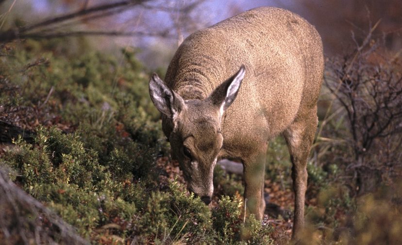 Huemul