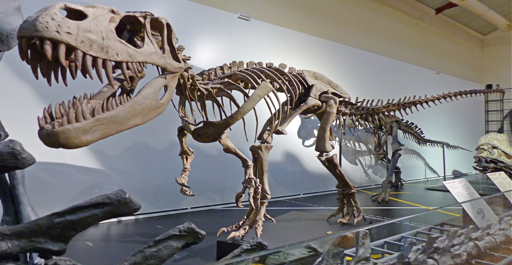 Museos