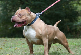 Pitbull