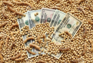 Dólar soja colectora