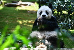 panda