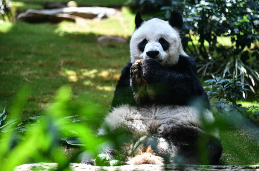 panda