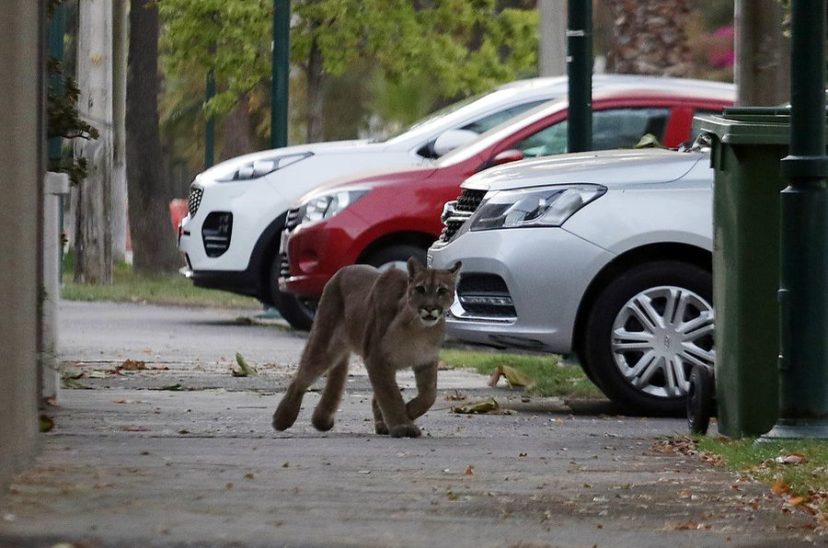 puma