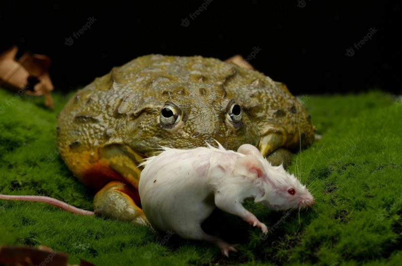 Rata o rana