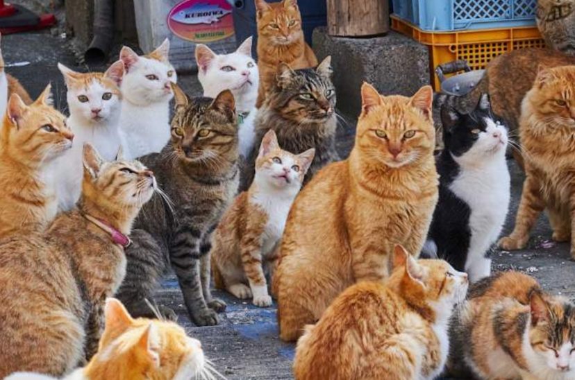 Gato