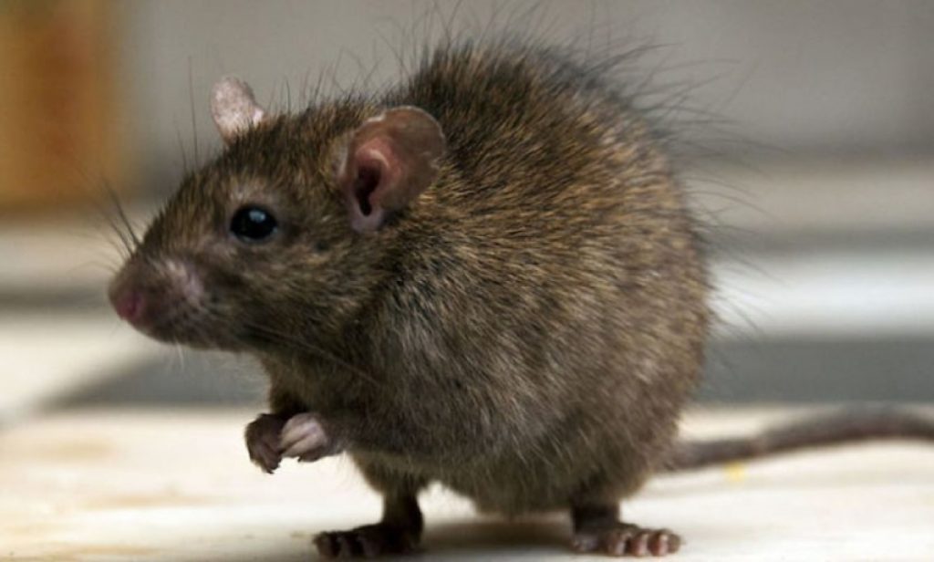 ratas